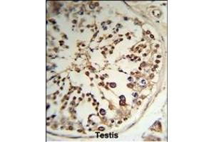 Formalin-fixed and paraffin-embedded human testis tissue reacted with TPK1 Antibody (N-term), which was peroxidase-conjugated to the secondary antibody, followed by DAB staining. (TPK1 anticorps  (N-Term))