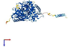 AlphaFold protein structure predicition of Human Recombinant GK2 Protein, UniprotID Q14410