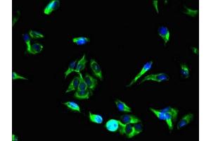 Immunofluorescent analysis of Hela cells using ABIN7166245 at dilution of 1:100 and Alexa Fluor 488-congugated AffiniPure Goat Anti-Rabbit IgG(H+L)