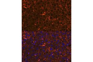 Immunofluorescence analysis of rat liver using Apolipoprotein  Rabbit mAb (ABIN1682269, ABIN3017693, ABIN3017694 and ABIN7101521) at dilution of 1:100 (40x lens). (APOA2 anticorps)