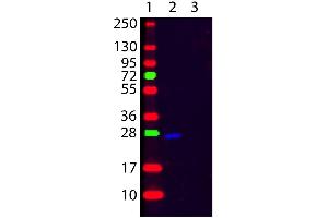 Western Blot of Goat F(ab’)2 anti-Human κ (Kappa chain) Fluorescein Conjugated Secondary Antibody. (Chèvre anti-Humain Immunoglobulin kappa Chain Complex (Igk) (Light Chain) Anticorps (FITC) - Preadsorbed)