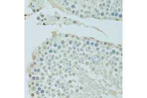 Immunohistochemistry of paraffin-embedded rat testis using BRD3 antibody (ABIN1678901, ABIN3015924, ABIN3015926 and ABIN6219475) at dilution of 1:100 (40x lens). (BRD3 anticorps  (AA 150-305))
