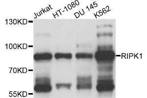 Western blot analysis of extracts of various cells, using RIPK1 antibody.