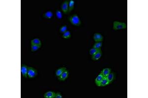 Immunofluorescent analysis of HepG2 cells using ABIN7170291 at dilution of 1:100 and Alexa Fluor 488-congugated AffiniPure Goat Anti-Rabbit IgG(H+L)