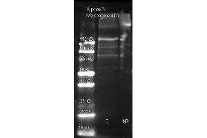 Goat anti Alpha-2-Macroglobulin antibody () was used to detect Alpha-2-Macroglobulin under reducing (R) and non-reducing (NR) conditions. (alpha 2 Macroglobulin anticorps  (Biotin))