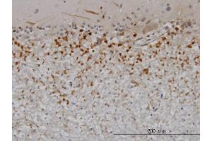 Immunoperoxidase of monoclonal antibody to PTN on formalin-fixed paraffin-embedded human cerebellum. (Pleiotrophin anticorps  (AA 45-154))