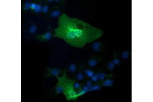 Anti-IL1F6 mouse monoclonal antibody (ABIN2453183) immunofluorescent staining of COS7 cells transiently transfected by pCMV6-ENTRY IL1F6 (RC219328). (IL36A/IL1F6 anticorps)