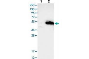 Western blot analysis of Lane 1: Negative control (vector only transfected HEK293T lysate), Lane 2: Over-expression Lysate (Co-expressed with a C-terminal myc-DDK tag (~3. (AMZ2 anticorps)