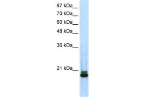 Western Blotting (WB) image for anti-Sin3A-Associated Protein, 18kDa (SAP18) antibody (ABIN2461767) (SAP18 anticorps)