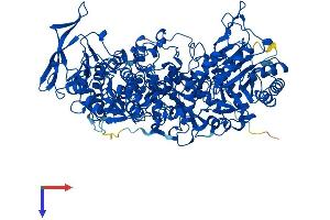 AlphaFold protein structure predicition of Mouse Recombinant Dpyd Protein, UniprotID Q8CHR6
