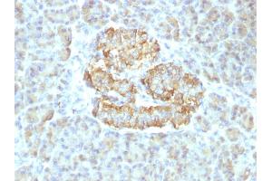 Formalin-fixed, paraffin-embedded human Pancreas stained with TNF alpha Rabbit Recombinant Monoclonal Antibody (TNF/1500R). (Recombinant TNF alpha anticorps)