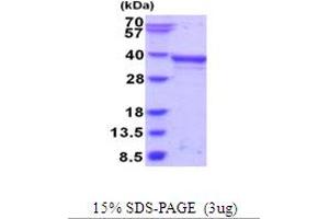 SDS-PAGE (SDS) image for Paired Box 8 (PAX8) (AA 1-287) protein (His tag) (ABIN5853991) (PAX8 Protein (AA 1-287) (His tag))