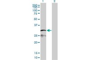 Western Blot analysis of IFI30 expression in transfected 293T cell line by IFI30 MaxPab polyclonal antibody.