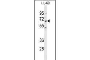 Western blot analysis of PTPN6 Antibody (Center) (ABIN1882123 and ABIN2839434) in HL-60 cell line lysates (35 μg/lane). (SHP1 anticorps  (AA 247-277))