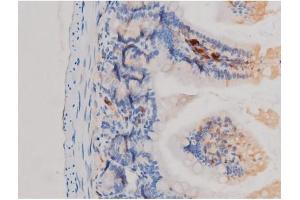 ABIN6267463 at 1/200 staining Mouse intestinal tissue sections by IHC-P. (CDC25A anticorps  (pSer75))