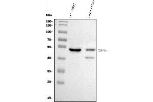 Western blot analysis of Slc7a9 using anti-Slc7a9 antibody (ABIN7599436).