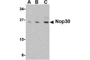 Western Blotting (WB) image for anti-Nucleolar Protein 3 (Apoptosis Repressor with CARD Domain) (NOL3) (C-Term) antibody (ABIN1030548) (NOL3 anticorps  (C-Term))