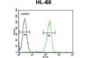 Flow cytometric analysis of HL-60 cells using OR2F2 Antibody (C-term) Cat. (OR2F2 anticorps  (C-Term))