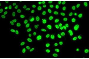 Immunofluorescence analysis of U2OS cells using POLD3 Polyclonal Antibody