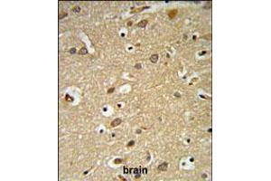 IGF1R Antibody (N-term K66) IHC analysis in formalin fixed and paraffin embedded brain tissue followed by peroxidase conjugation of the secondary antibody and DAB staining. (IGF1 anticorps  (N-Term))