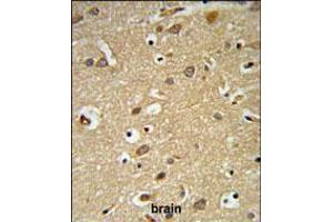 IGF1R Antibody (N-term K66) IHC analysis in formalin fixed and paraffin embedded brain tissue followed by peroxidase conjugation of the secondary antibody and DAB staining.