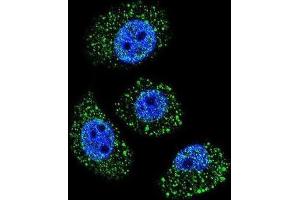 Immunofluorescence (IF) image for anti-Myosin Binding Protein H-Like (MYBPHL) antibody (ABIN2996396) (MYBPHL anticorps)