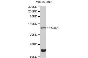 Western blot analysis of extracts of mouse brain, using EXOC1 Antibody (ABIN5996713) at 1:3000 dilution. (EXOC1 anticorps)