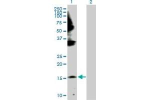 Western Blot analysis of GEMIN6 expression in transfected 293T cell line by GEMIN6 MaxPab polyclonal antibody. (GEMIN6 anticorps  (AA 1-167))