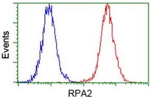 Image no. 12 for anti-Replication Protein A2, 32kDa (RPA2) antibody (ABIN1500735) (RPA2 anticorps)