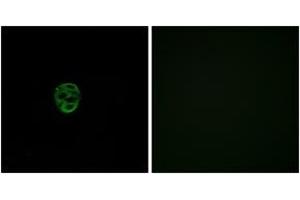 Immunofluorescence analysis of A549 cells, using OR2AE1 Antibody.