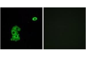 Immunofluorescence analysis of A549 cells, using OR4C6 Antibody. (OR4C6 anticorps  (AA 193-242))