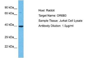 Host: Rabbit Target Name: OR6B3 Sample Type: Jurkat Whole Cell lysates Antibody Dilution: 1. (OR6B3 anticorps  (C-Term))
