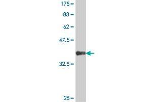 Western Blot detection against Immunogen (42. (JTB anticorps  (AA 1-146))