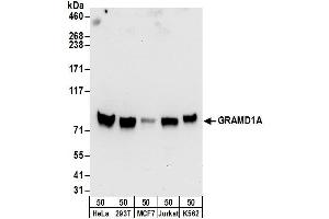 anti-GRAM Domain Containing 1A (GRAMD1A) (AA 674-724) antibody