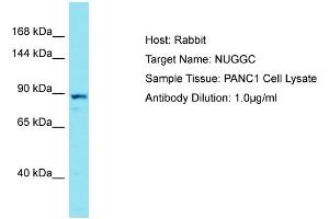 Host: Rabbit Target Name: NUGGC Sample Type: PANC1 Whole Cell lysates Antibody Dilution: 1. (C8orf80 anticorps  (C-Term))