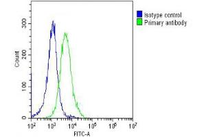 Overlay histogram showing Hela cells stained with (ABIN6243144 and ABIN6578669) (green line).