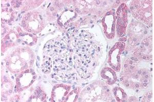 Human Kidney Cortex (formalin-fixed, paraffin-embedded) stained with PAX8 antibody ABIN292477 at 2. (PAX8 anticorps  (AA 2-14))