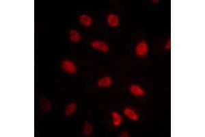 Immunofluorescent analysis of GRP75 staining in NIH3T3 cells.