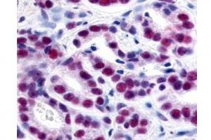 Immunohistochemistry of Rabbit Anti-HDAC-1 Antibody.