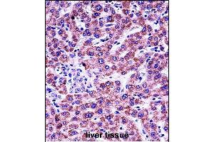 anti-Glycophorin B (GYPB) (AA 22-51) antibody