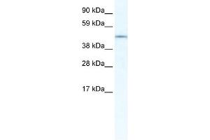 IRX3 antibody (20R-1124) used at 0. (IRX3 anticorps  (N-Term))