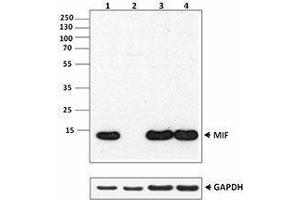 Western Blotting (WB) image for anti-Macrophage Migration Inhibitory Factor (Glycosylation-Inhibiting Factor) (MIF) antibody (ABIN2665273) (MIF anticorps)
