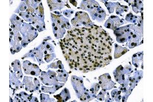 IHC analysis of TCEB2/Elongin-B/ELOB using anti-TCEB2/Elongin-B/ELOB antibody (ABIN7598964).
