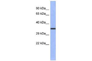 WB Suggested Anti-WNT4 Antibody Titration:  0. (WNT4 anticorps  (Middle Region))