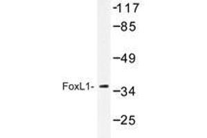 Western blot analysis of FoxL1 antibody in extracts from COS-7.