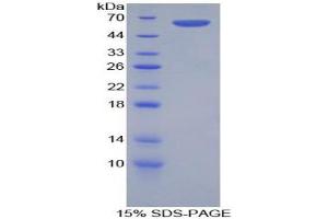 SDS-PAGE analysis of Rat FOS Like Antigen 1 Protein. (FOSL1 Protéine)
