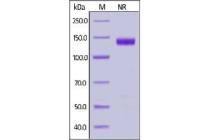 Human CD27 Ligand, Fc Tag (active trimer) (MALS verified) on  under ing (NR) condition.