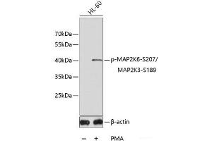 Western blot analysis of extracts of HL60 cell lines using Phospho-MAP2K6(S207)/MAP2K3(S189) Polyclonal Antibody. (MAP2K6 anticorps  (pSer189, pSer207))