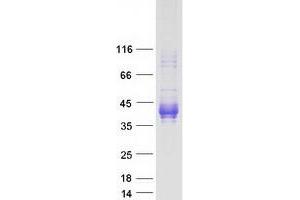 Validation with Western Blot (FCGR2B Protein (Transcript Variant 2) (Myc-DYKDDDDK Tag))