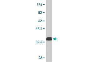 Western Blot detection against Immunogen (33.